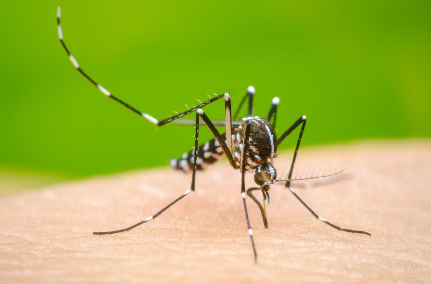  Dengue: reclamamos medidas urgentes