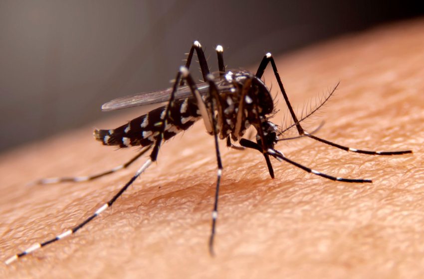  La necesidad de un plan integral para enfrentar al dengue